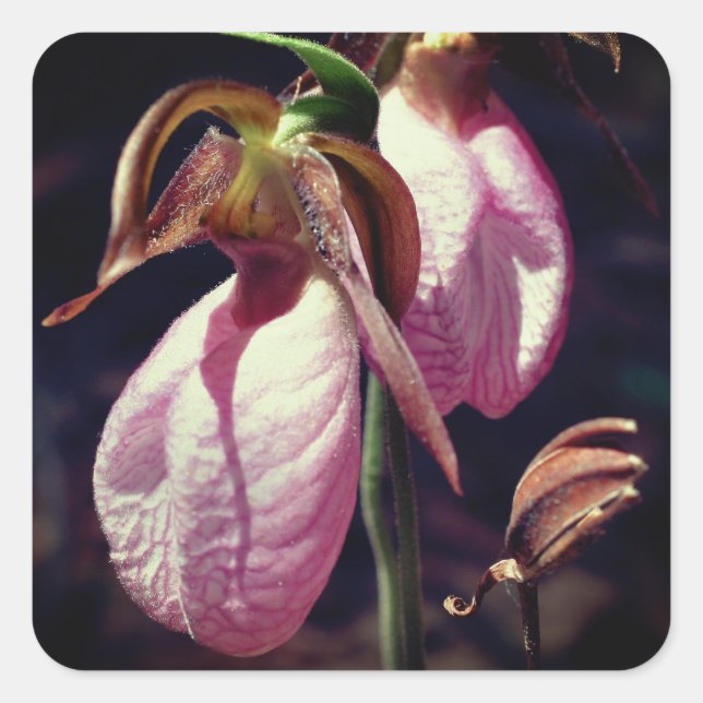 Pink Lady Slipper Orchid Flowers Square Sticker (Front)