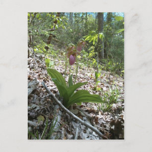 Pink lady slipper Orchid Postcard