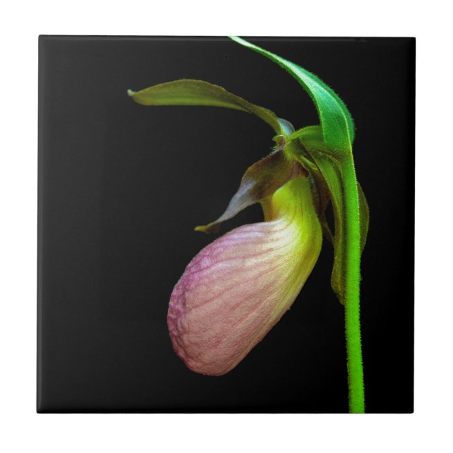 pink lady slipper tile (Front)