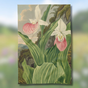 Pink Lady Slipper Vintage Botanical Orchid Tea Towel