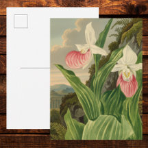 Pink Lady Slipper Vintage Floral Orchid Botanical