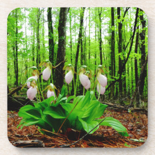 Pink Lady Slipper wild Orchid Coaster