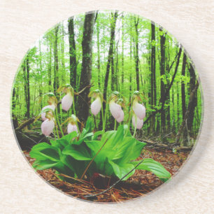 Pink Lady Slipper wild Orchid Coaster