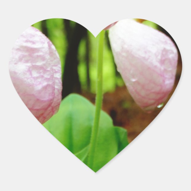Pink Lady Slipper wild Orchid Heart Sticker (Front)
