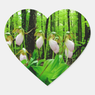 Pink Lady Slipper wild Orchid Heart Sticker