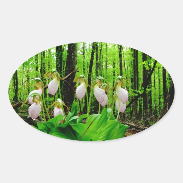 Pink Lady Slipper wild Orchid Oval Sticker (Front)