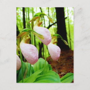 Pink Lady Slipper wild Orchid Postcard