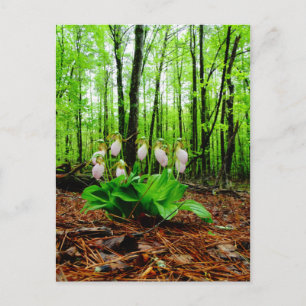 Pink Lady Slipper wild Orchid Postcard