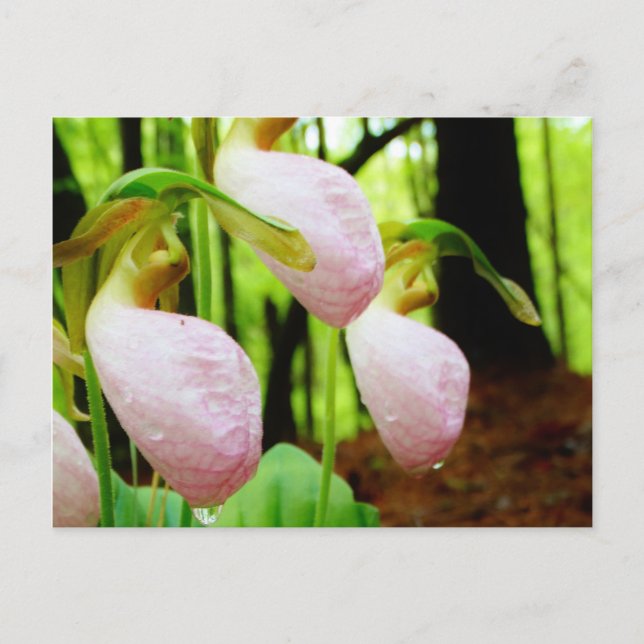 Pink Lady Slipper wild Orchid Postcard (Front)