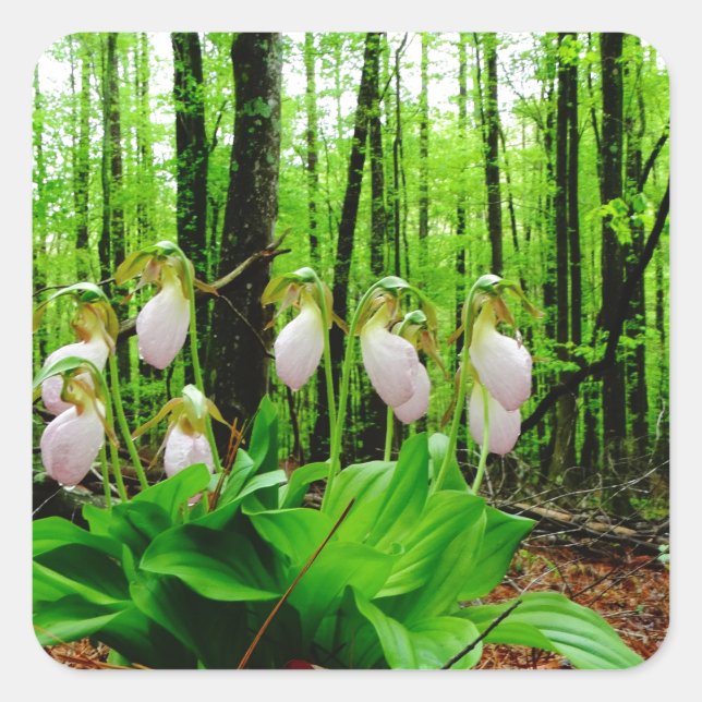 Pink Lady Slipper wild Orchid Square Sticker (Front)