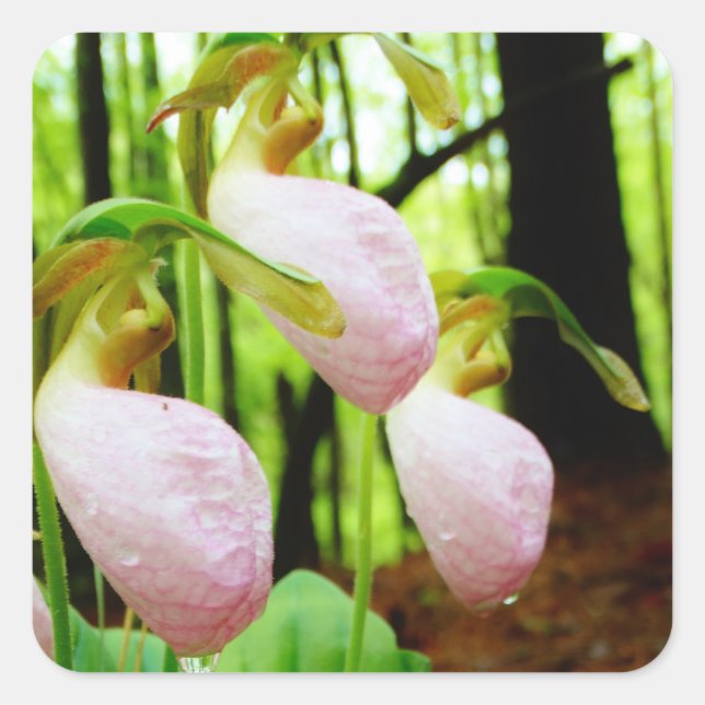 Pink Lady Slipper wild Orchid Square Sticker (Front)