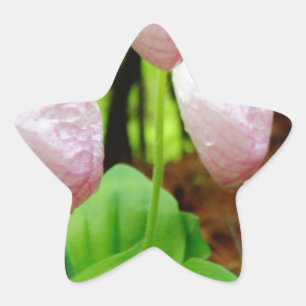 Pink Lady Slipper wild Orchid Star Sticker