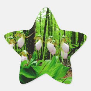 Pink Lady Slipper wild Orchid Star Sticker