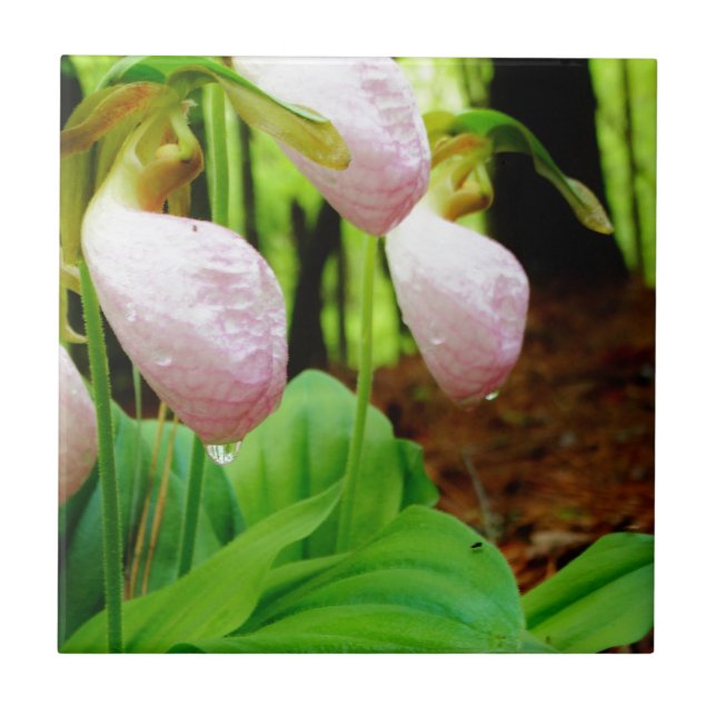 Pink Lady Slipper wild Orchid Tile (Front)