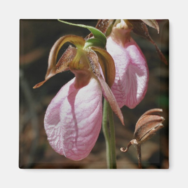 Pink Lady Slippers Flower Photography Magnet (Front)