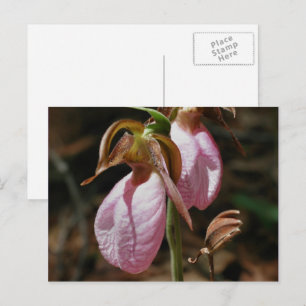 Pink Lady Slippers Flower Photography Postcard