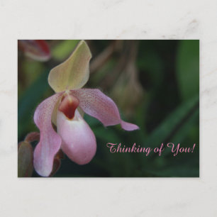 Pink Lady's Slipper Orchid Flower Postcard