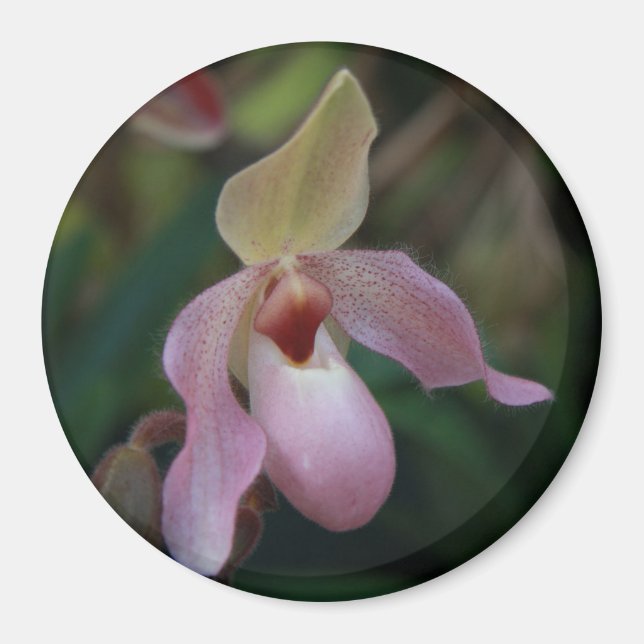 Pink Lady's Slipper Orchid Magnet (Front)