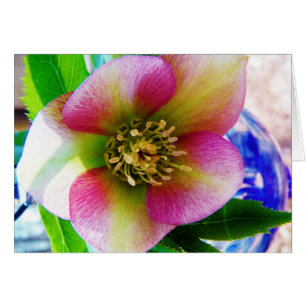 Pink Lenten Rose,