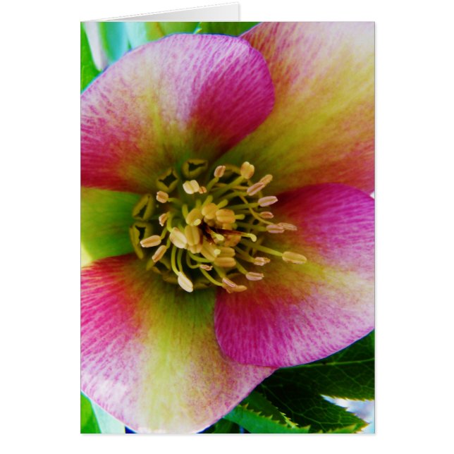Pink Lenten Rose, (Front)