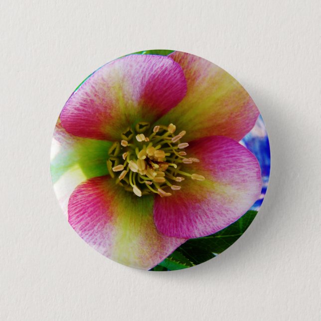 Pink Lenten Rose, 6 Cm Round Badge (Front)