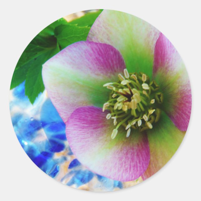 Pink Lenten Rose blue glass ball Classic Round Sticker (Front)
