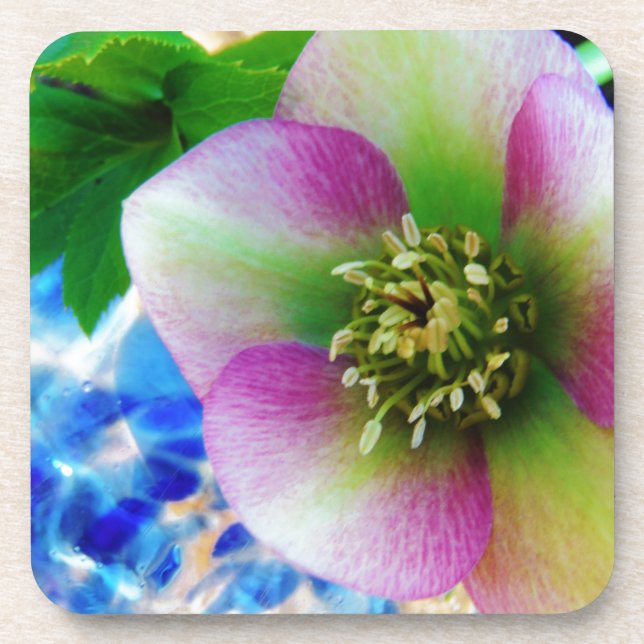 Pink Lenten Rose blue glass ball Coaster (Front)