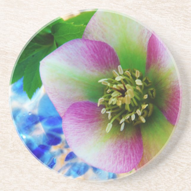 Pink Lenten Rose blue glass ball Coaster (Front)