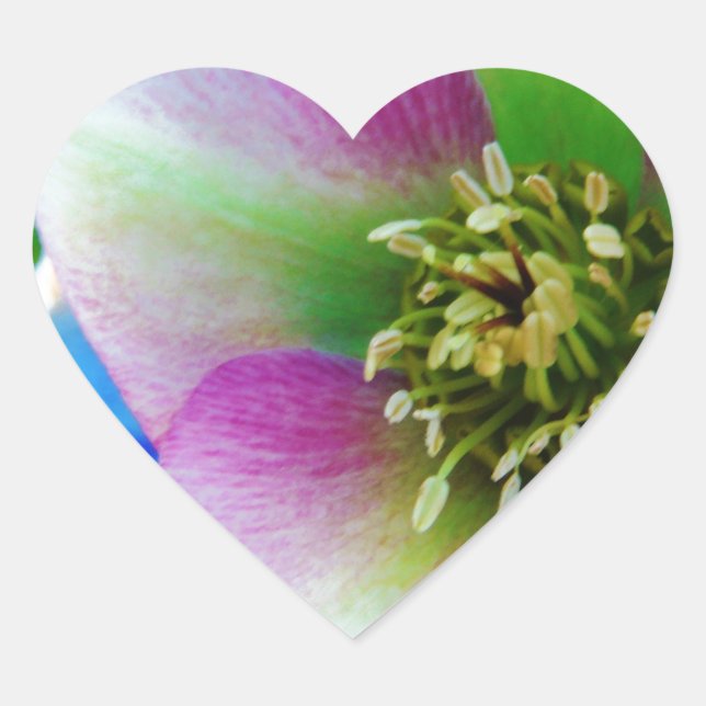 Pink Lenten Rose blue glass ball Heart Sticker (Front)