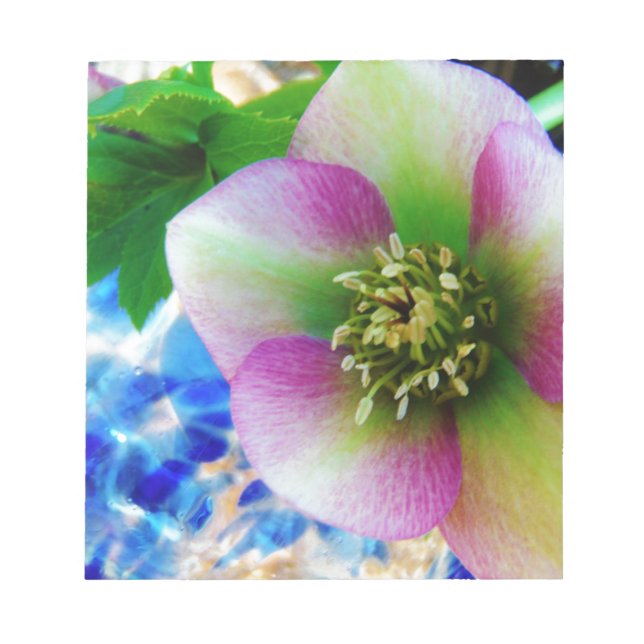 Pink Lenten Rose blue glass ball Notepad (Front)
