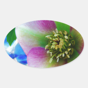 Pink Lenten Rose blue glass ball Oval Sticker