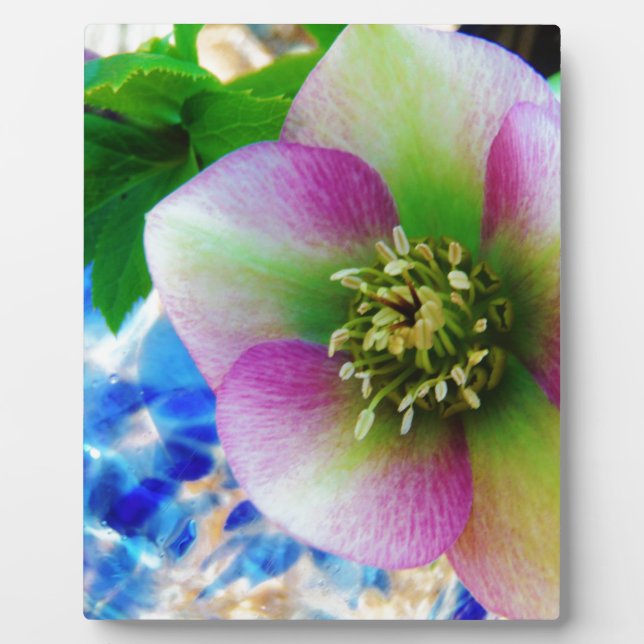 Pink Lenten Rose blue glass ball Plaque (Front)