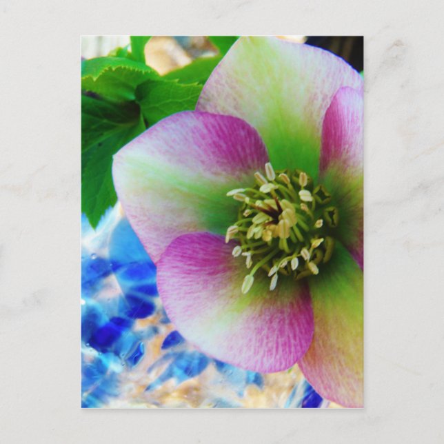 Pink Lenten Rose blue glass ball Postcard (Front)
