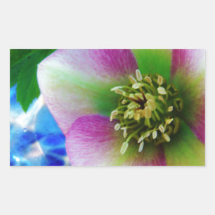 Pink Lenten Rose blue glass ball Rectangular Sticker