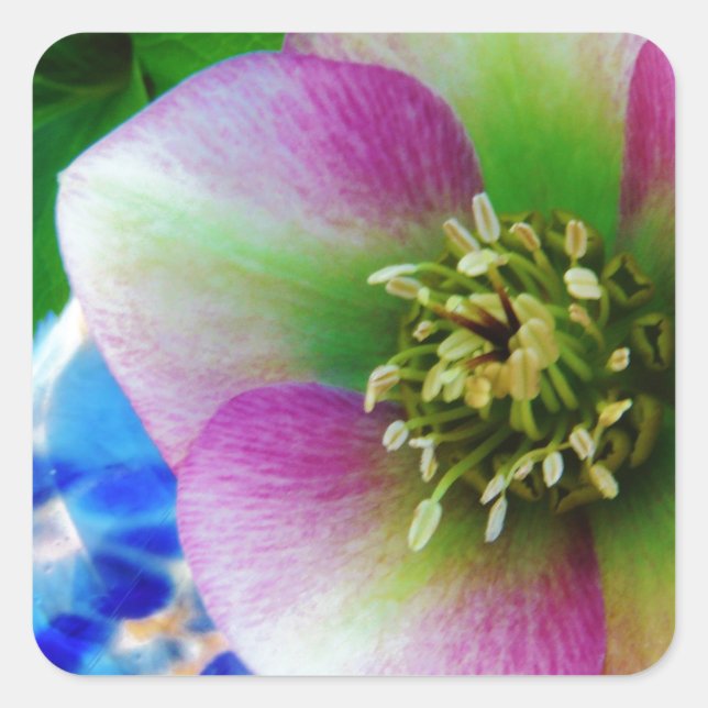 Pink Lenten Rose blue glass ball Square Sticker (Front)