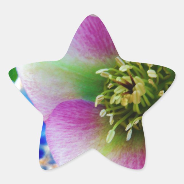 Pink Lenten Rose blue glass ball Star Sticker (Front)