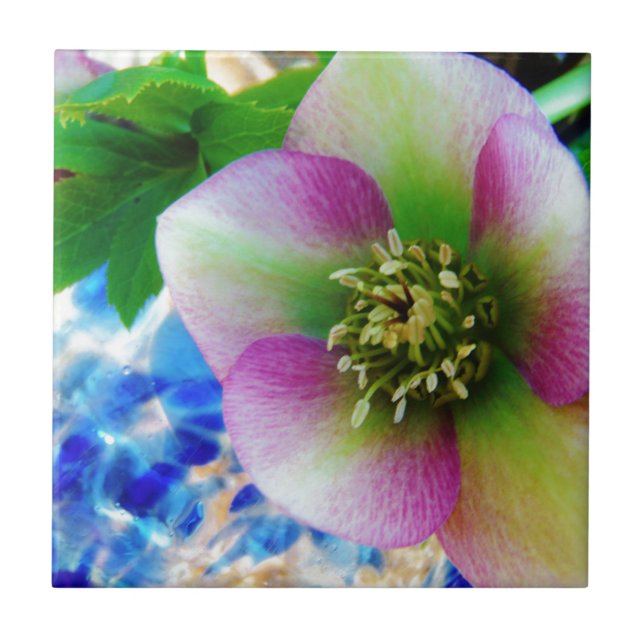 Pink Lenten Rose blue glass ball Tile (Front)