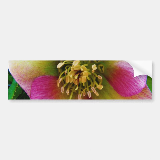 Pink Lenten Rose, Bumper Sticker (Front)