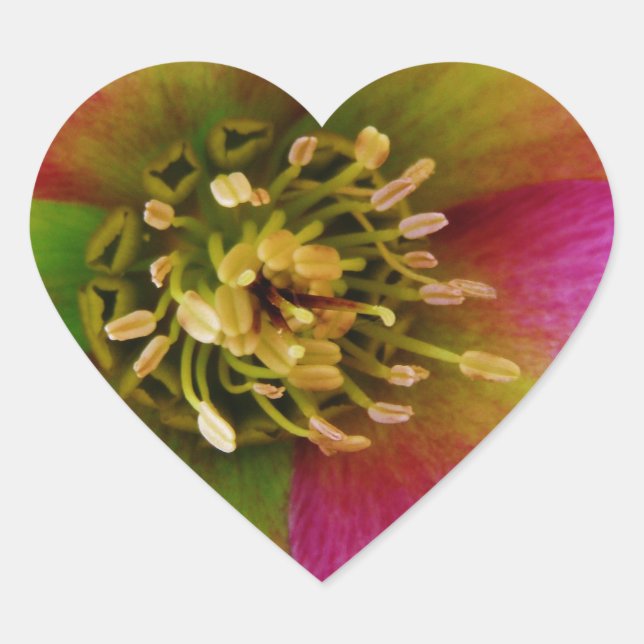Pink Lenten Rose, Heart Sticker (Front)