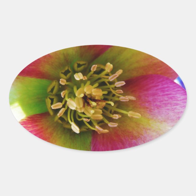 Pink Lenten Rose, Oval Sticker (Front)