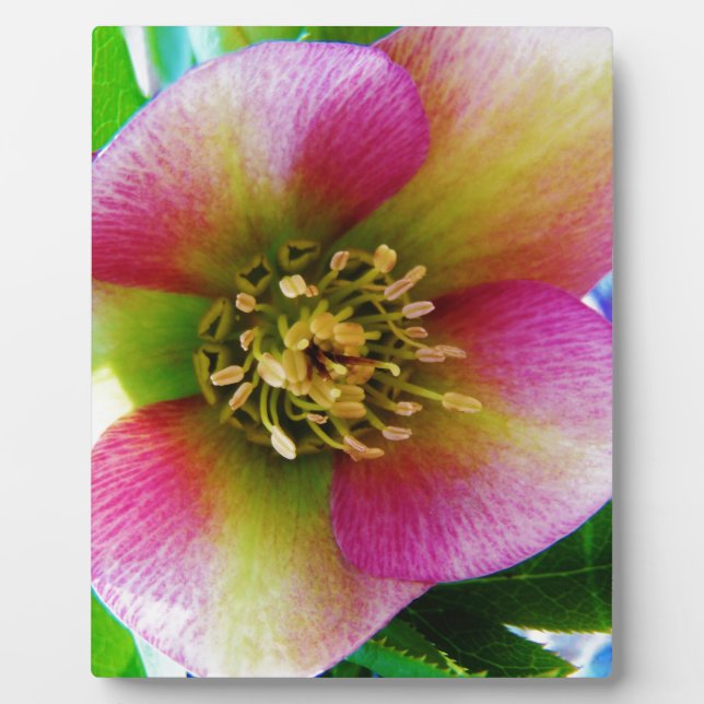Pink Lenten Rose, Plaque (Front)