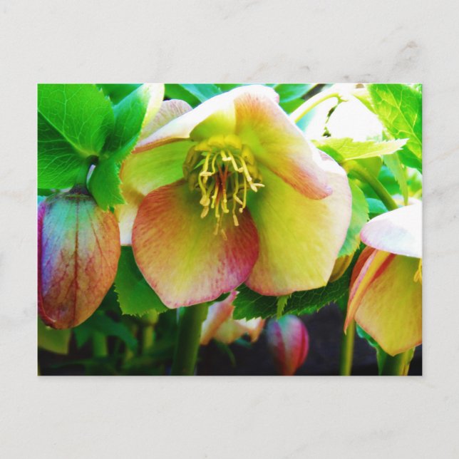 Pink Lenten Rose Postcard (Front)