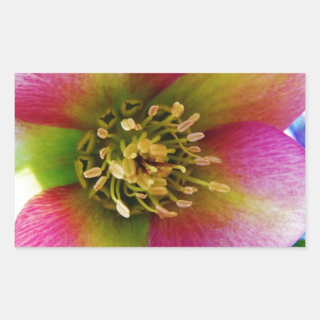 Pink Lenten Rose, Rectangular Sticker (Front)