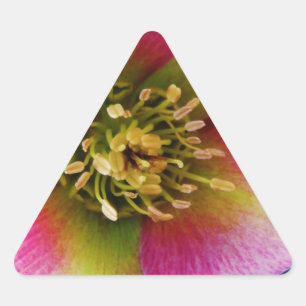 Pink Lenten Rose, Triangle Sticker
