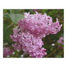 Pink Lilac Flowers Faux Wrapped Canvas Medium