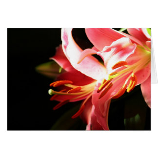 Pink Lilies