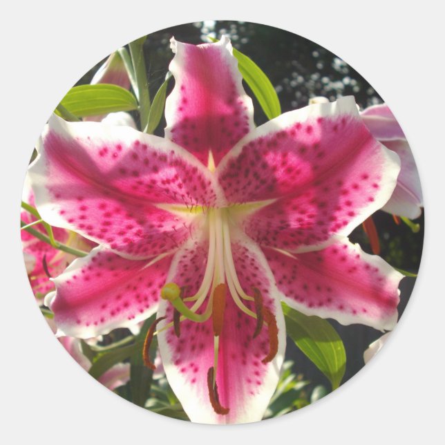 Pink lilies pink tropical flowers pink floral classic round sticker (Front)