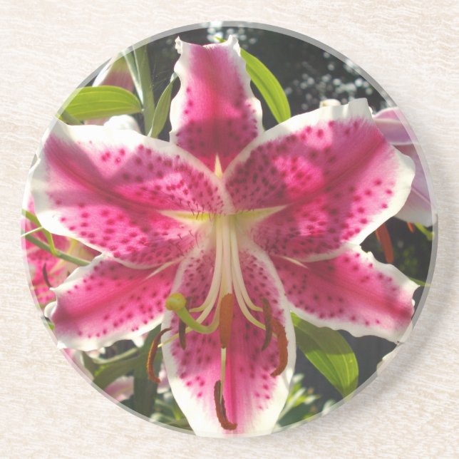Pink lilies pink tropical flowers pink floral coaster (Front)