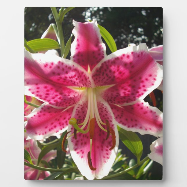 Pink lilies pink tropical flowers pink floral plaque (Front)