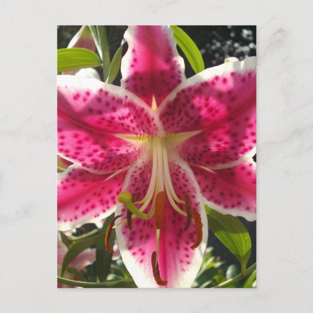 Pink lilies pink tropical flowers pink floral postcard (Front)